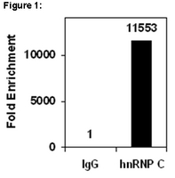 RNA Binding Protein Immunoprecipitation:<br />Representative lot data.<br />RIP Lysate prepared from HeLa cells (2 X 10E7 cell equivalents per IP) were subjected to immunoprecipitation using 5 µg of either a normal mouse IgG or 5 µg of Anti-hnRNP C1/C2 antibody and the Magna RIP™ RNA-Binding Protein Immunoprecipitation Kit (Cat. # 17-700).<br />Successful immunoprecipitation of hnRNP C1/C2-associated RNA was verified by qPCR using RIP Primers c-myc 3' UTR, (Figure 1). <br />Please refer to the Magna RIP™ (Cat. # 17-700) or EZ-Magna RIP™ (Cat. # 17-701) protocol for experimental details.<br />